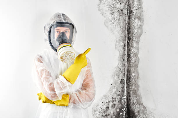 Best Mold Remediation for Healthcare Facilities in University At Buffalo, NY